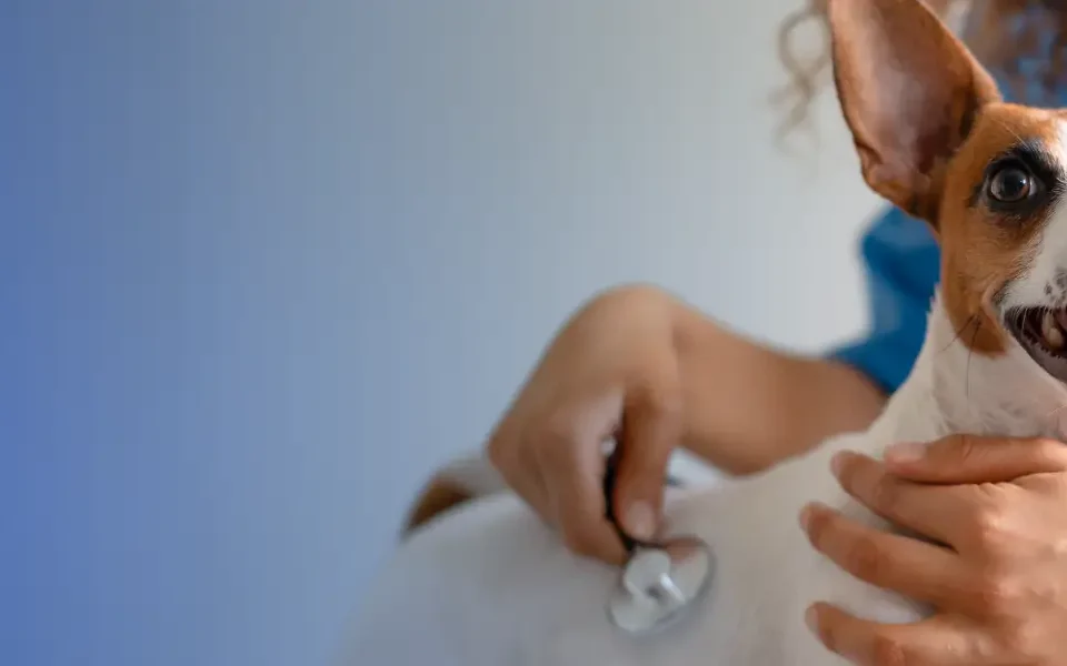 Agilcare Empresas